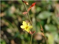 jasmin nudiflorum